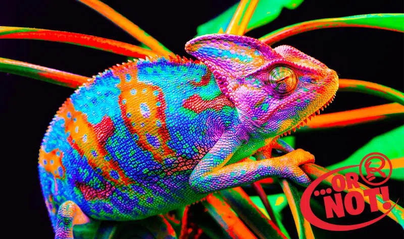 fake colored chameleons
