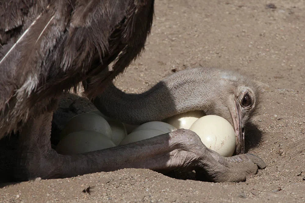 ostriches protect their eggs