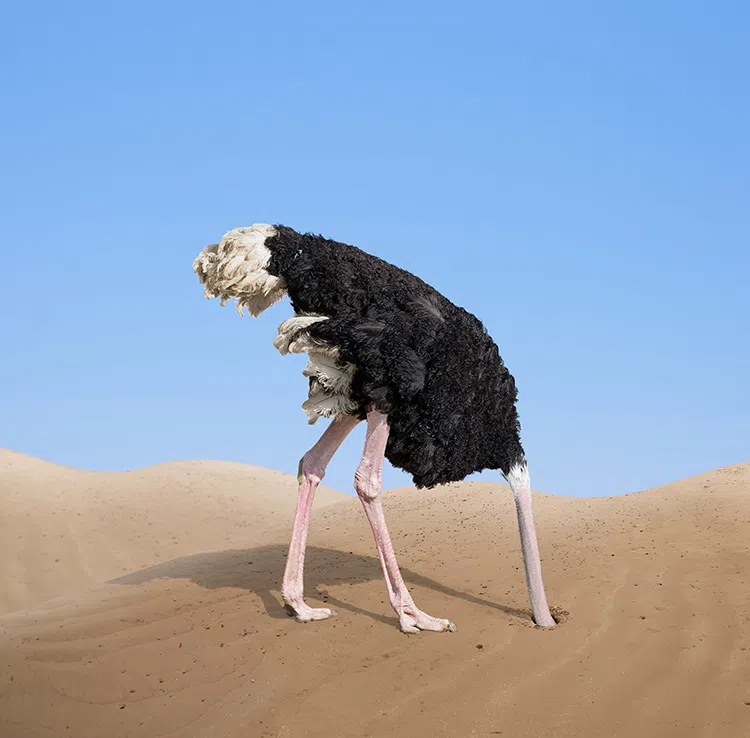 ostrich burying its head
