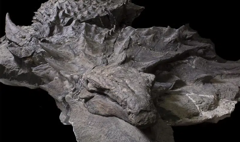 preserved dinosaur face