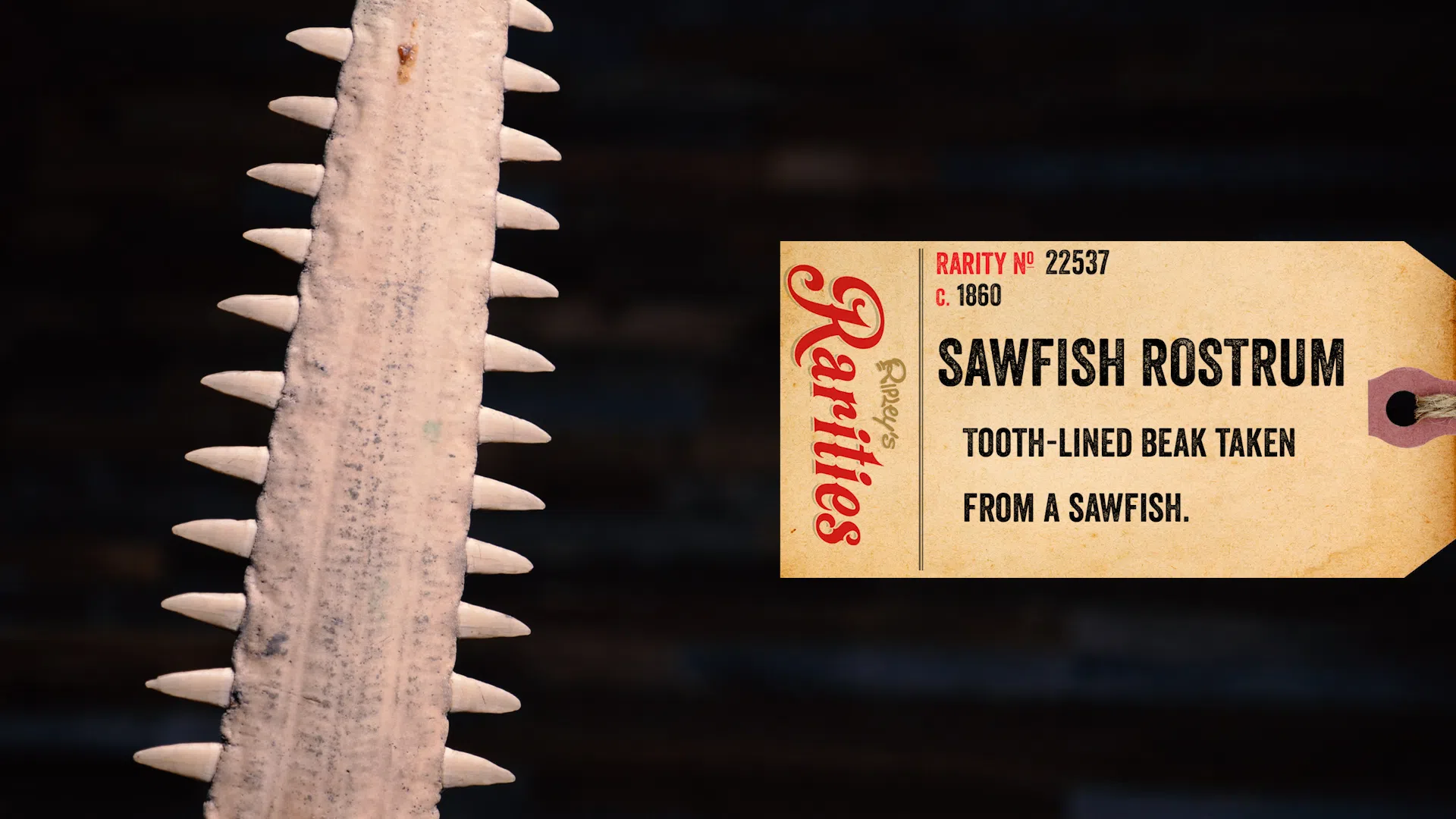 sawfish rostrum