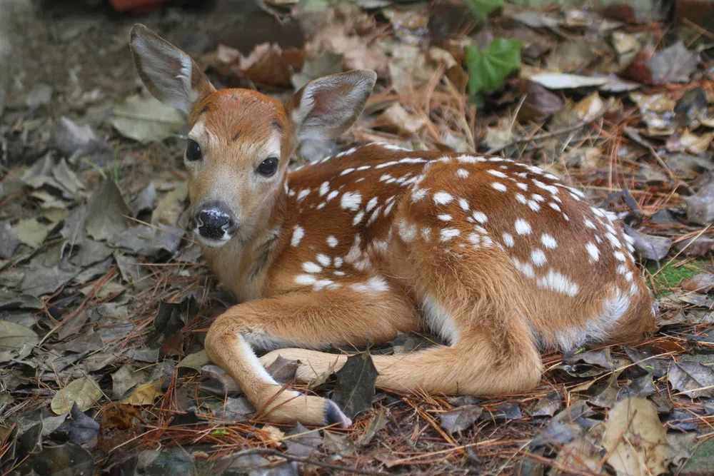 fawn