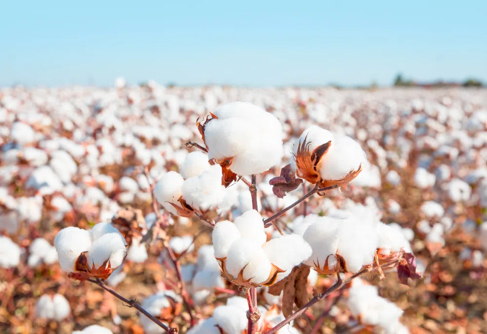 cotton field