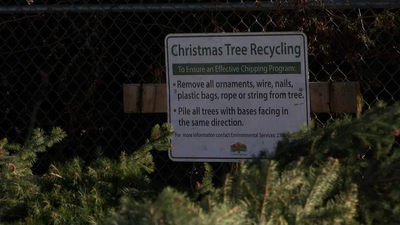 Kamloops residents encouraged to recycle their Christmas trees CFJC