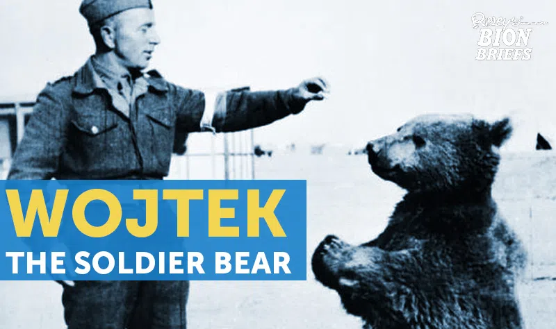wojtek the soldier bear