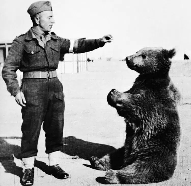 wojtek the soldier bear