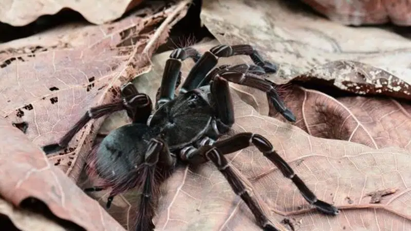 Butterfly garden keeper manages to film large tarantula shedding ...