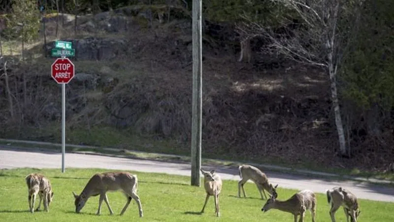 New Brunswick Extends Bow Hunt To Control Deer Population In Populated ...