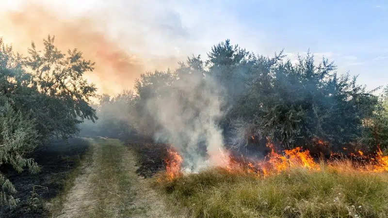 Burning as part of fuel mitigation: wildfire prevention | CKPGToday.ca