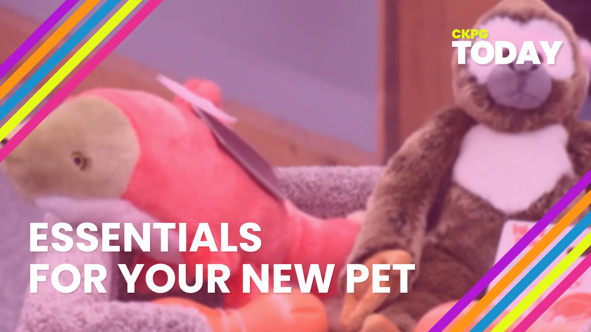 Essentials for your new pet CKPGToday.ca