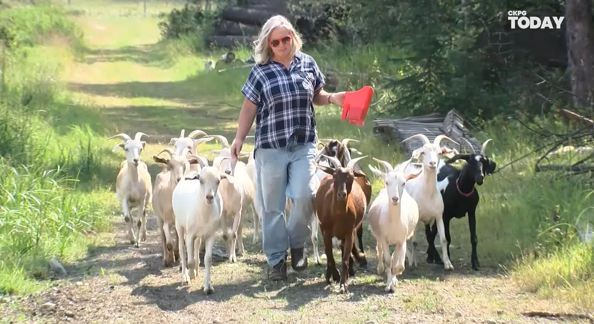 Meet Prince George’s party goats! | CKPGToday.ca