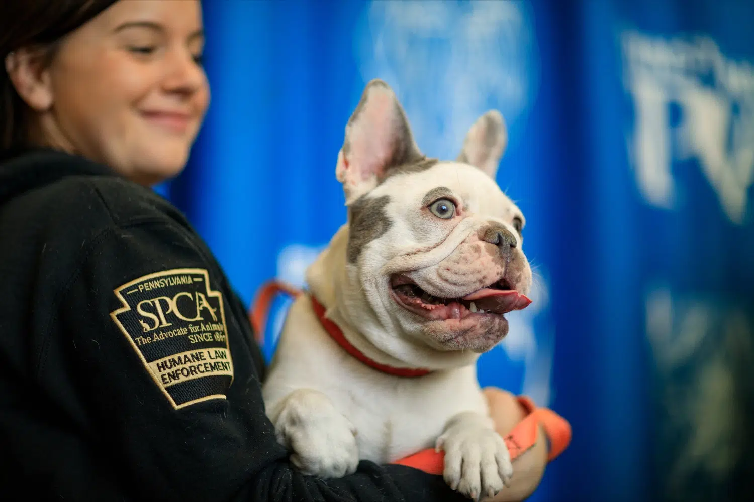 What Are The Pa Dog Laws