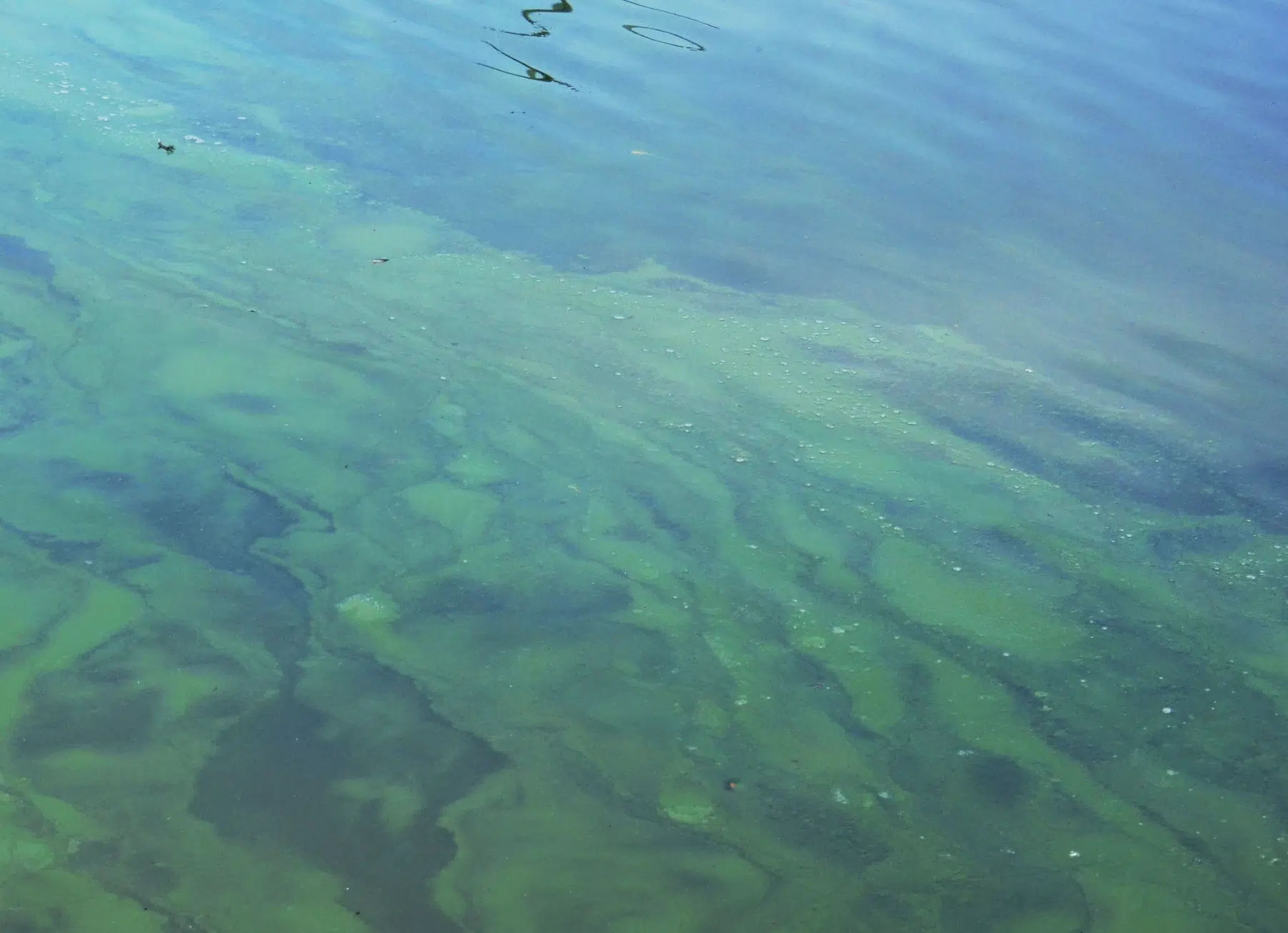 Updated Blue-green Algae Bloom At Red House Lake 