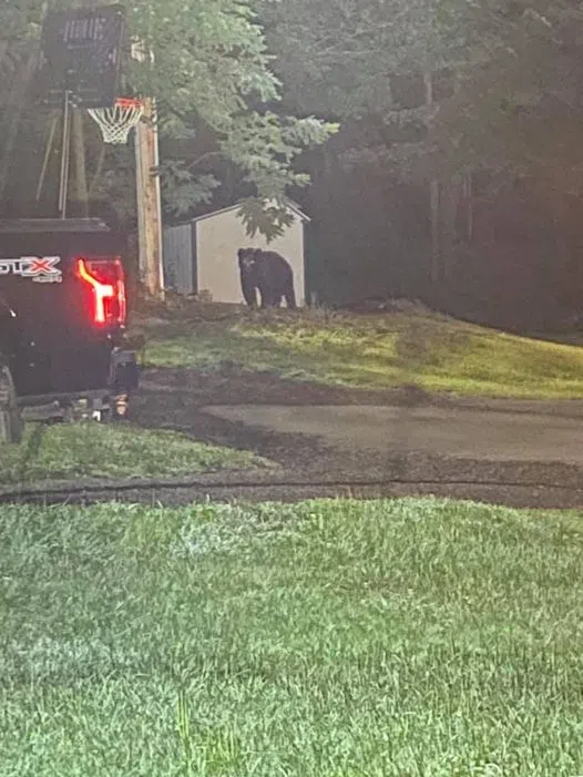 Smethport Officer Photographs Bear in Yard WESB B107.5FM/1490AM