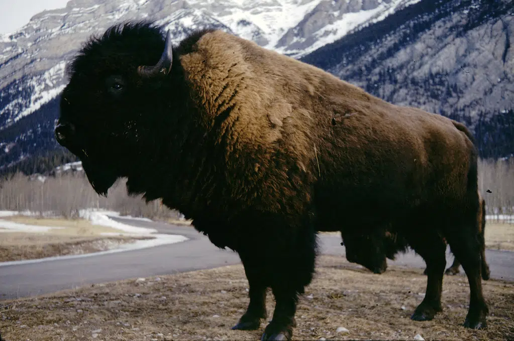 Hometown Heroes: Buffalo Bison