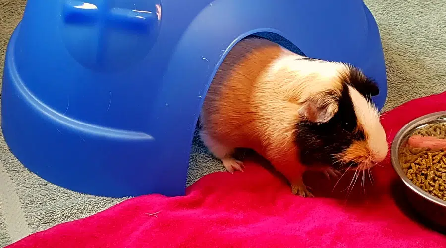 Meet guinea pigs who can run faster than greased lightning