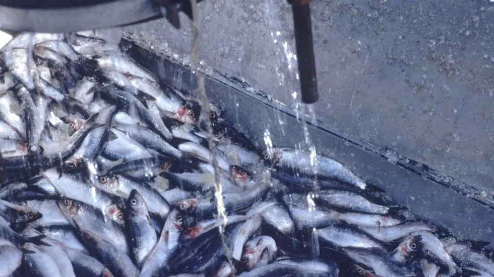 Annual herring run creates natural phenomenon along midisland shores