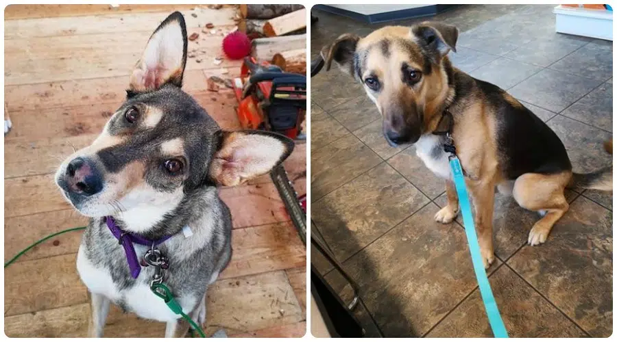 UPDATE: Dogs feared stolen found, returned to rescue society and foster ...