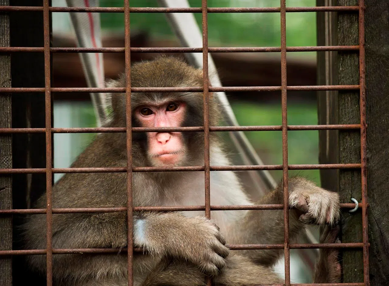 Drawn to the wild! Canada’s growing love for exotic pets has experts