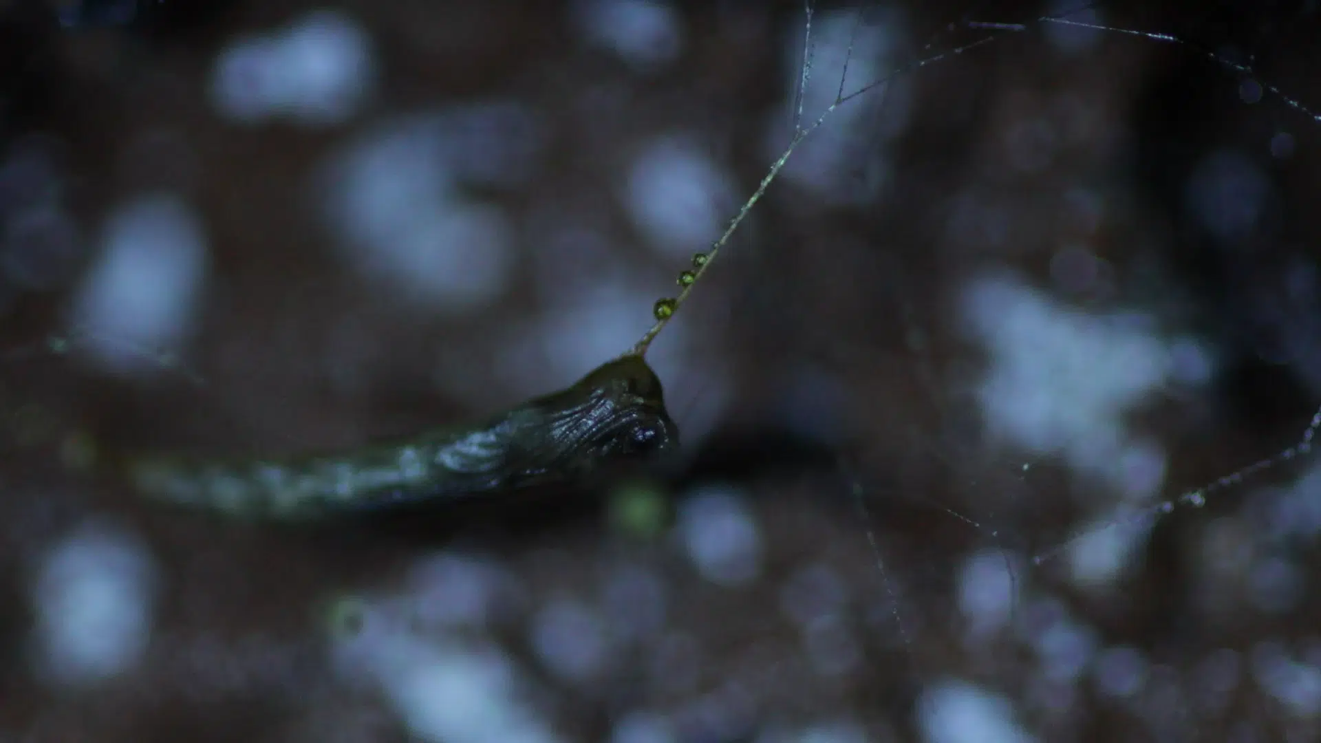 Australia’s Glow Worms A Stunning Larva Light Show NanaimoNewsNOW