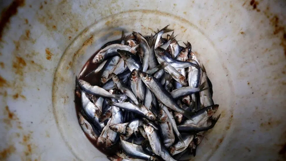 B.C. Herring Fishery Ends For Another Season, Controversy Over Catch ...