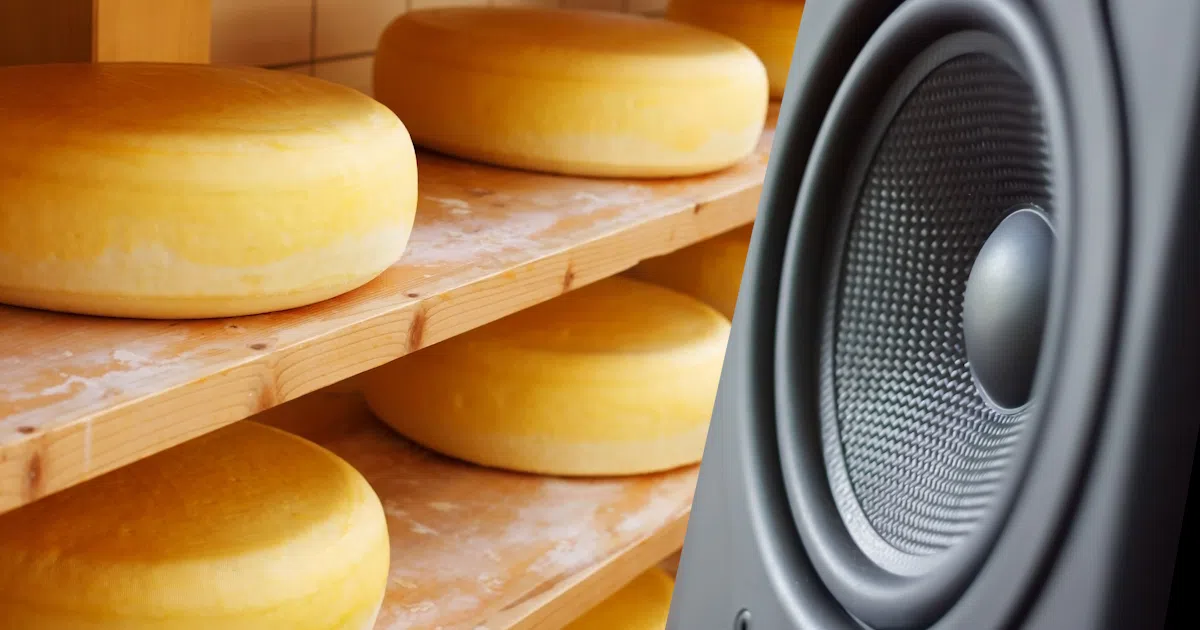 musical cheese