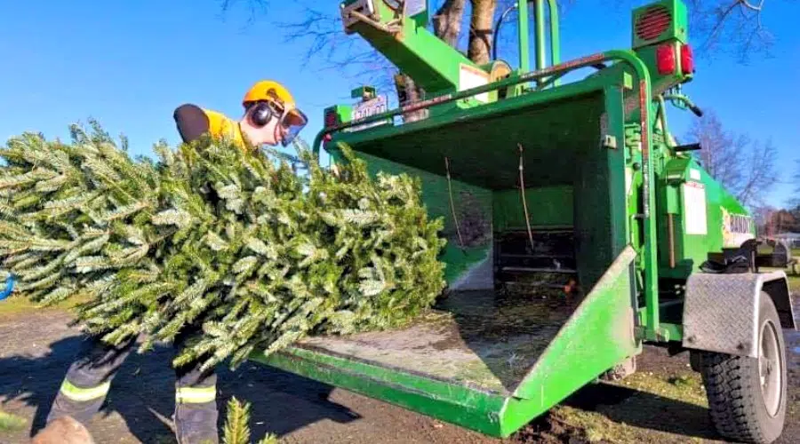 It’s Christmas tree chipping weekend in Nanaimo NanaimoNewsNOW