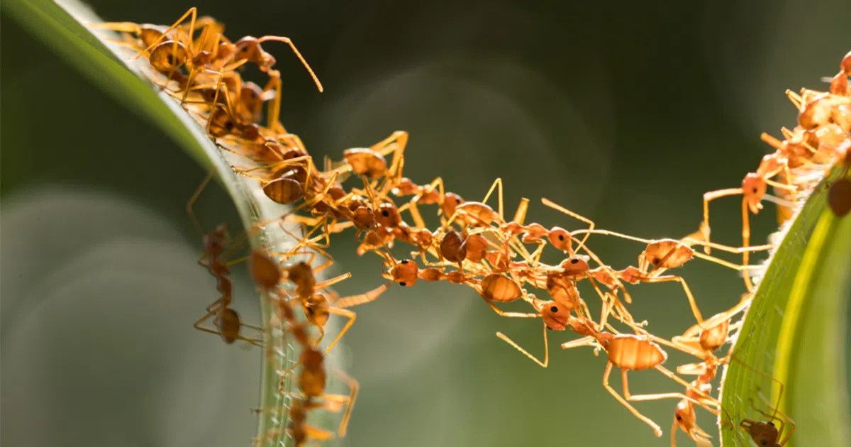 ant mega-colony