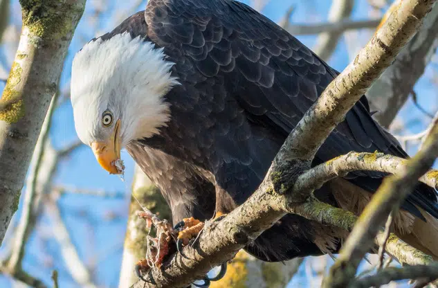 eagle eating