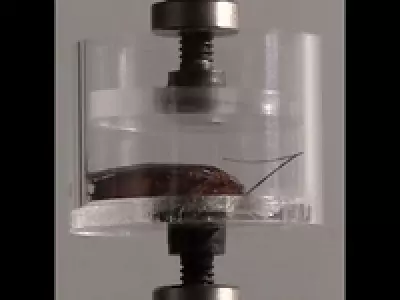 cockroaches survive nuclear detonation