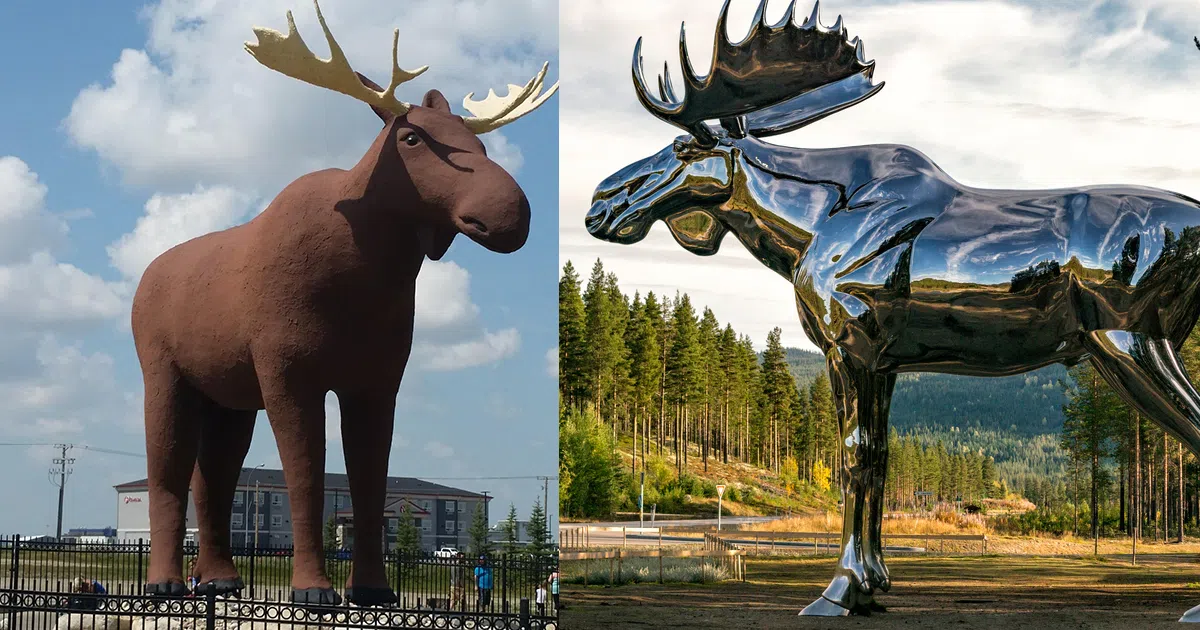moose vs moose