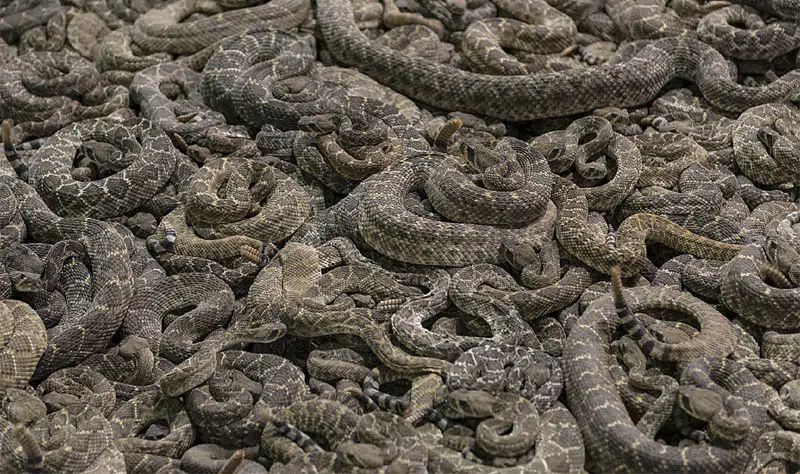 rattlesnake roundup