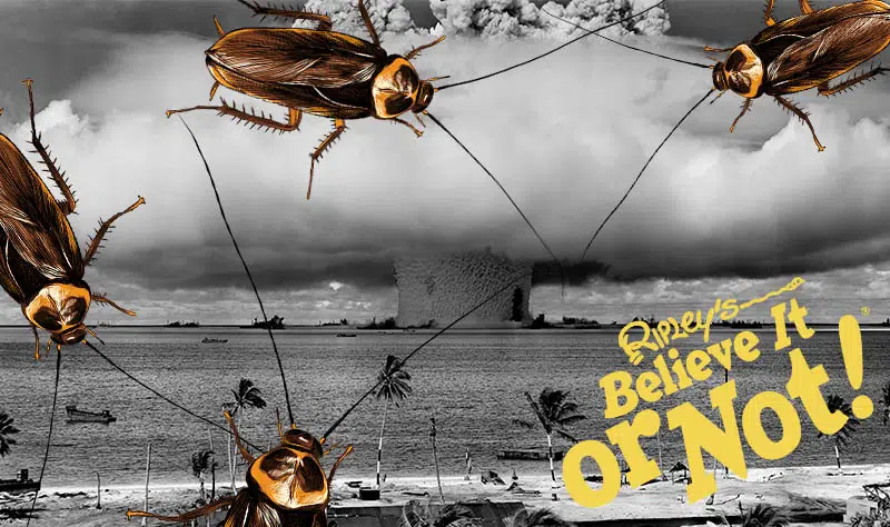 cockroaches survive nuclear apocalypse