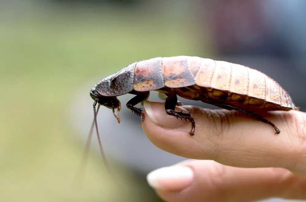 hissing cockroach