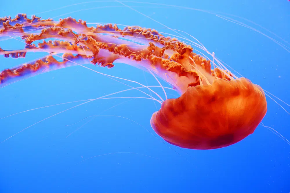 jellyfish