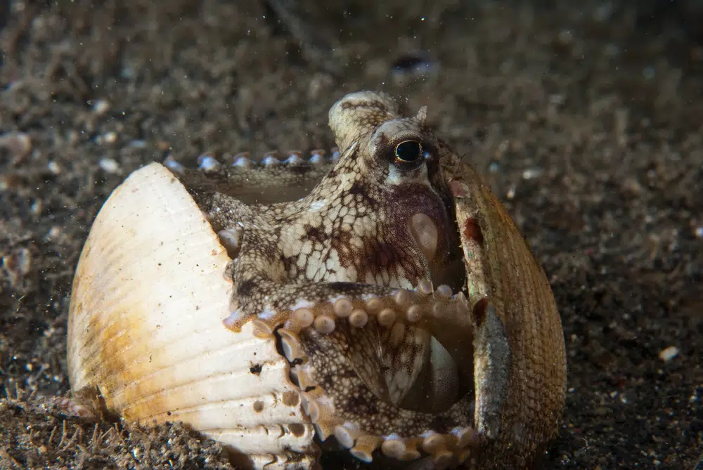 ocotpus clam shells