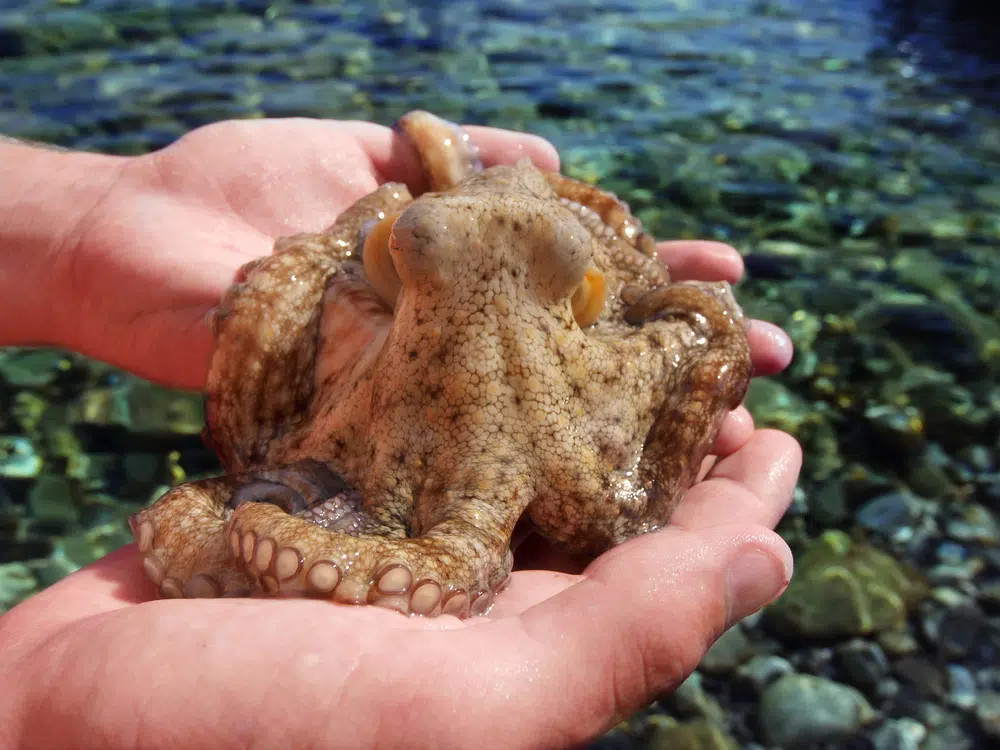 🐙 Otto the Octopus, the six-month-old rabble-rouser, had climbed