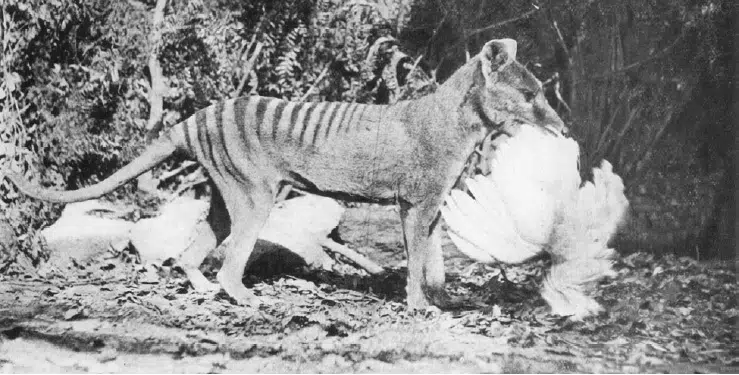 tasmanian tiger