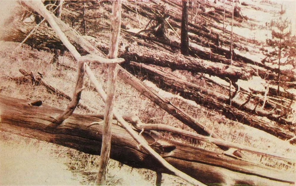tunguska event trees