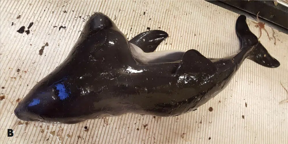 First Ever Two-Headed Porpoise Discovered | NanaimoNewsNOW | Nanaimo news,  sports, weather, real estate, classifieds and more