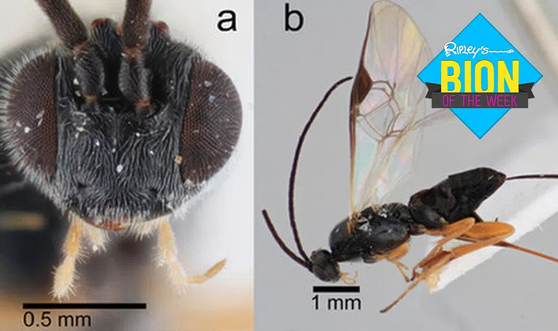 xenomorph wasp