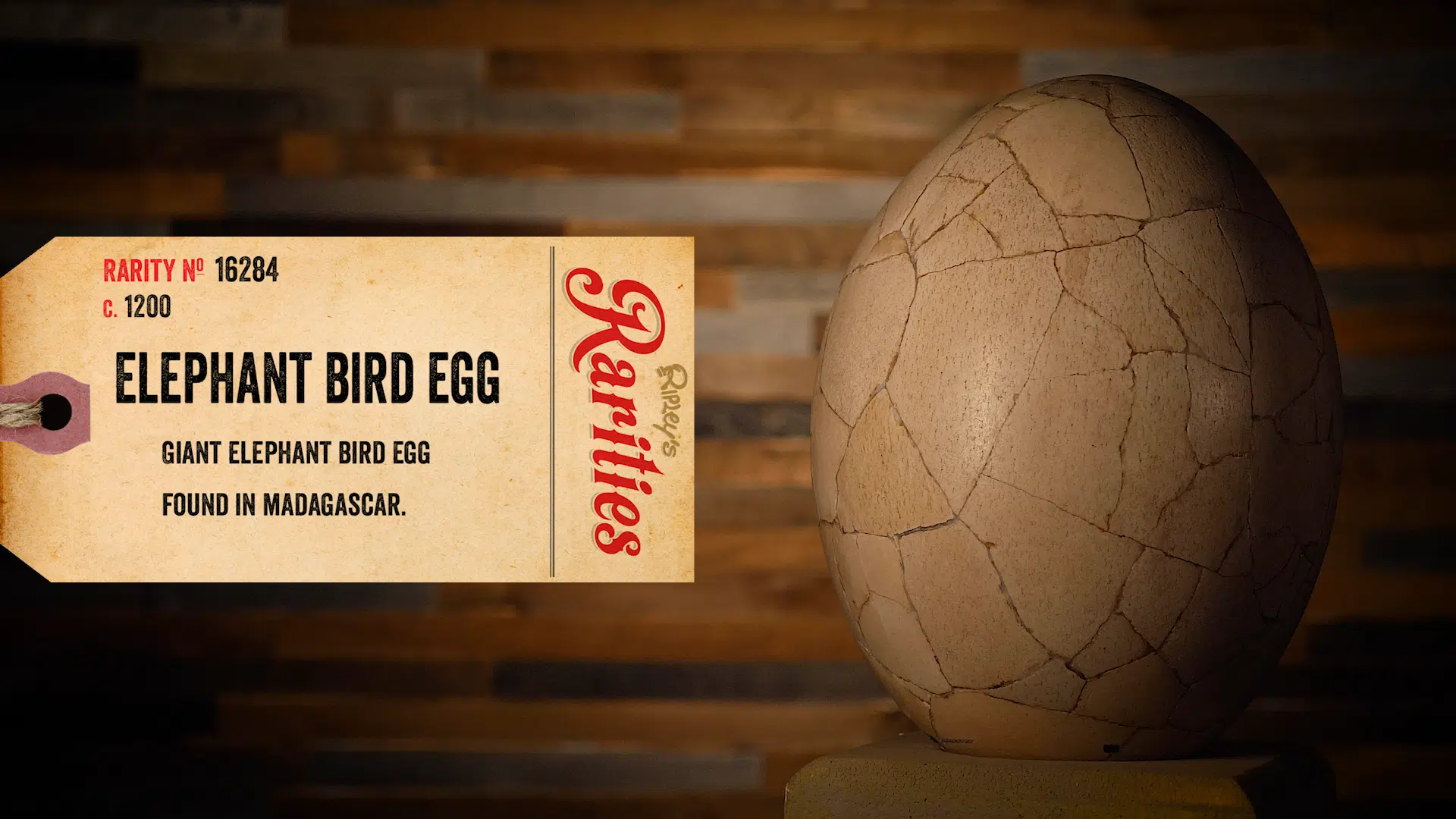 elephant bird egg