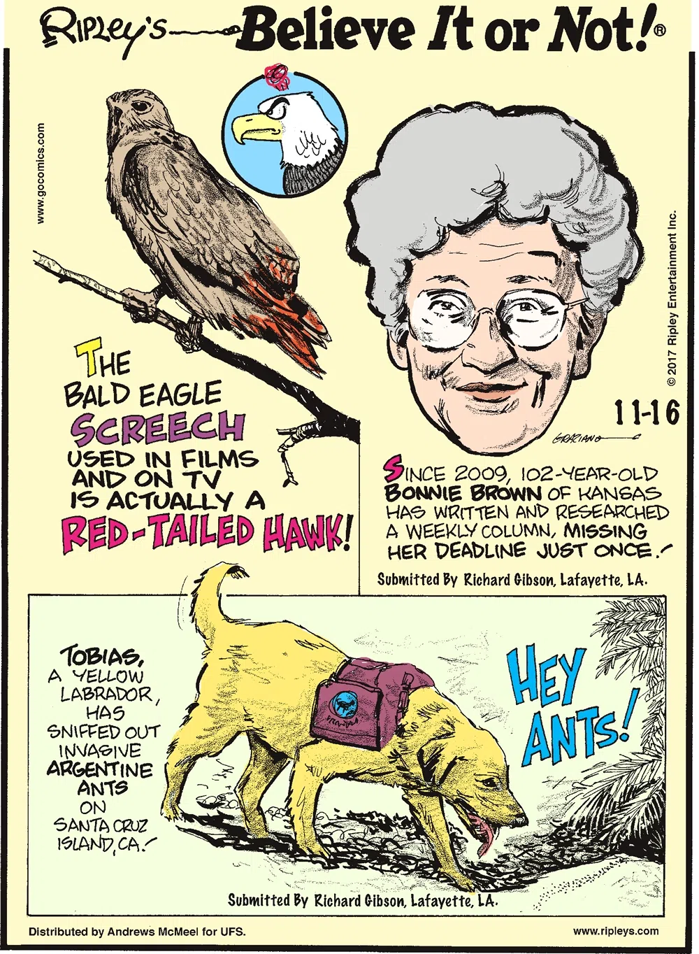 The bald eagle screech used in films and on TV is actually a red-tailed hawk!-------------------- Since 2009, 102-year-old Bonnie Brown of Kansas has written and researched a weekly column, missing her deadline just once! Submitted by Richard Gibson, Lafayette, LA.-------------------- Tobias, a yellow labrador, has sniffed out invasive Argentine ants on Santa Cruz Island, CA! Submitted by Richard Gibson, Lafayette, LA.