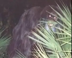 skunk ape