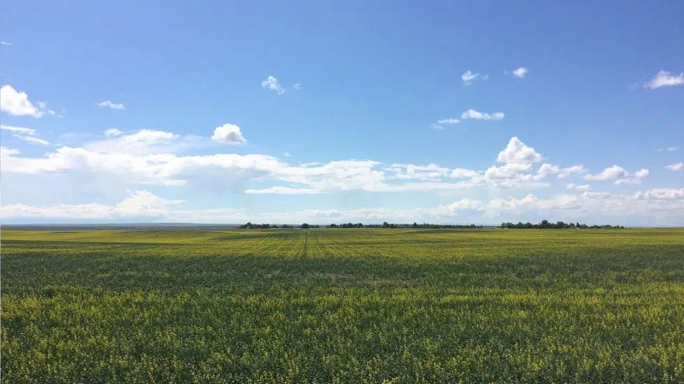 Canola crowned king of crops as planted acres surpasses wheat CHAT