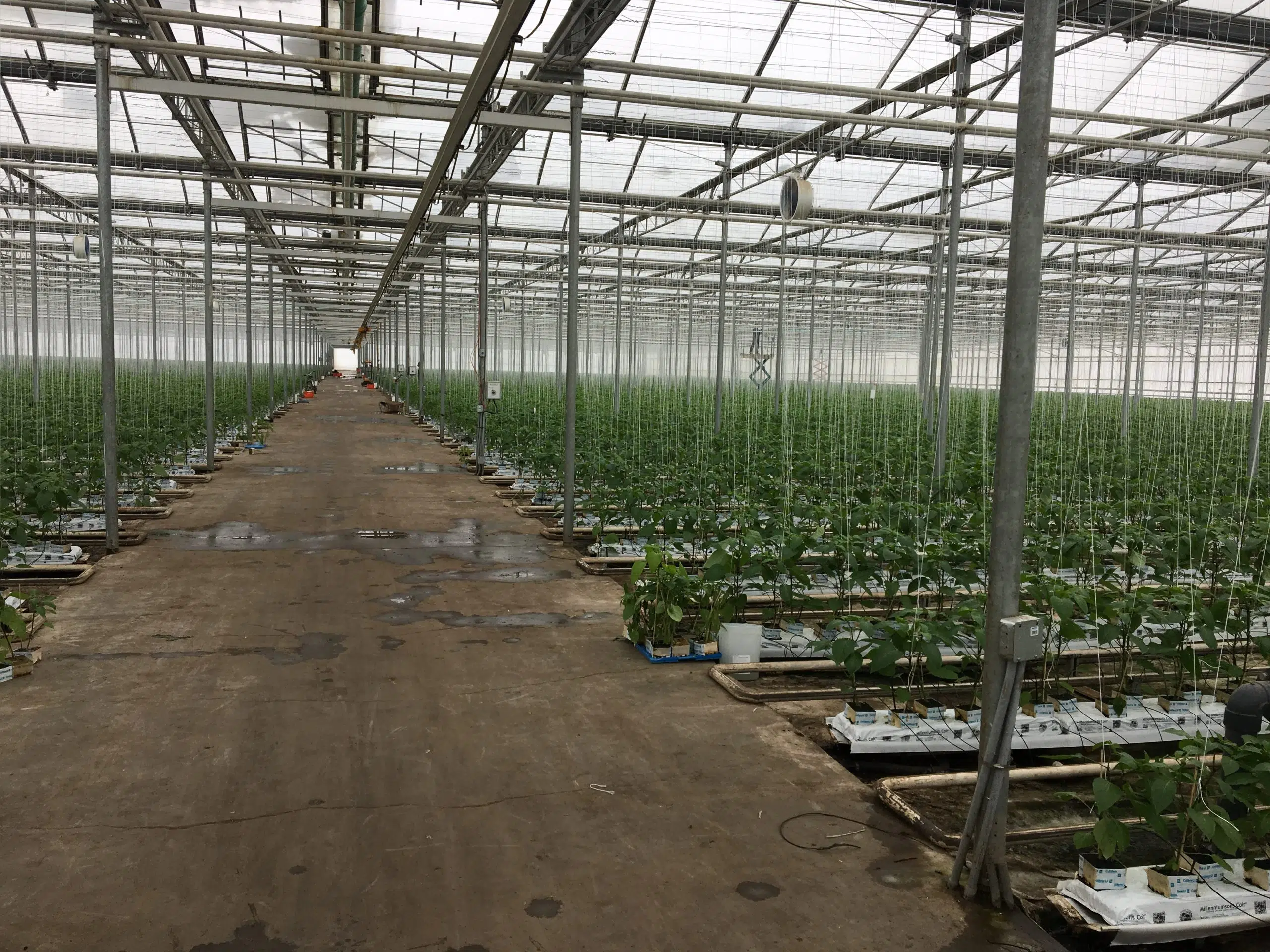 Could marijuana be grown in Medicine Hat greenhouses? | CHAT News Today