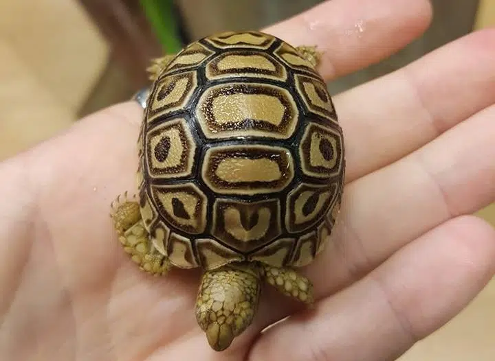 Local pet store owner looking for tips after tortoise theft CHAT News Today