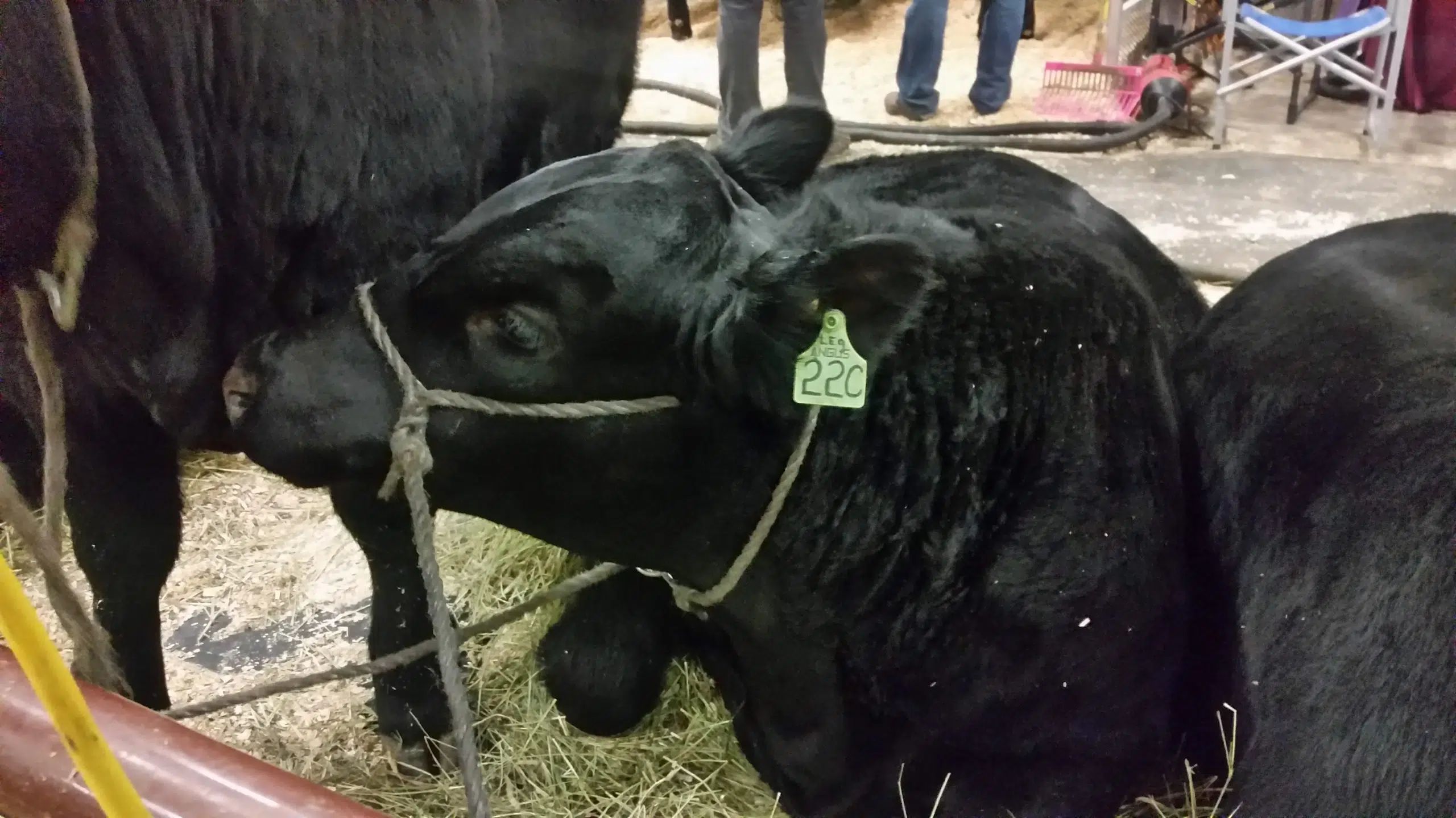 Bovine Tuberculosis Relief Coming To Ranchers This Week CHAT News Today   Beef 1 