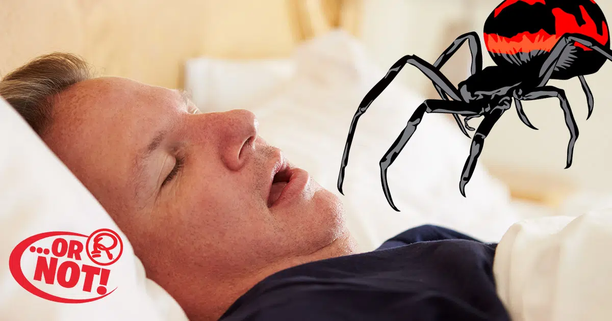 swallow eight spiders