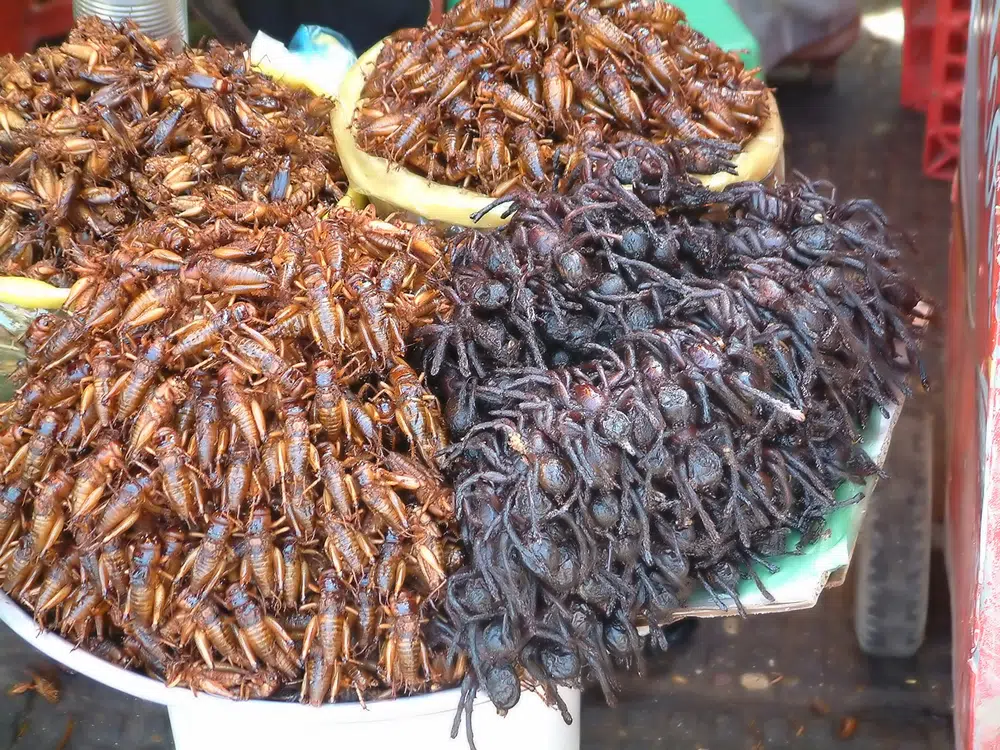 cambodia spiders